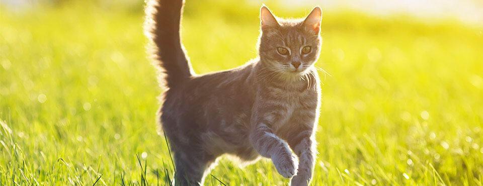 10 fantastiske fakta om din kat