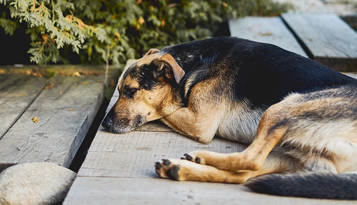 Sukkersyge hos hund