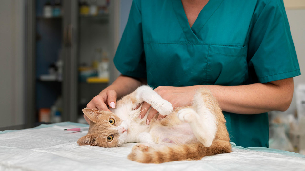 Fordele og ulemper ved sterilisering og kastration af kæledyr