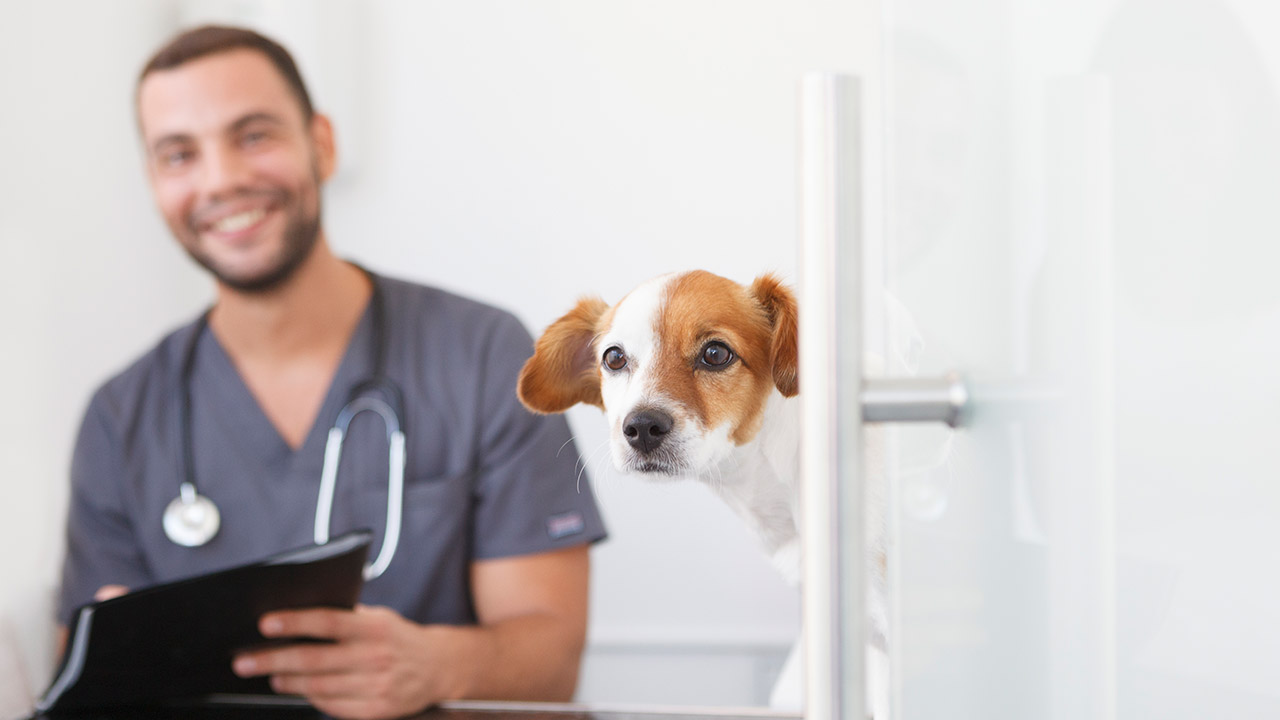 Vaccination af kæledyr: Alt hvad du behøver at vide